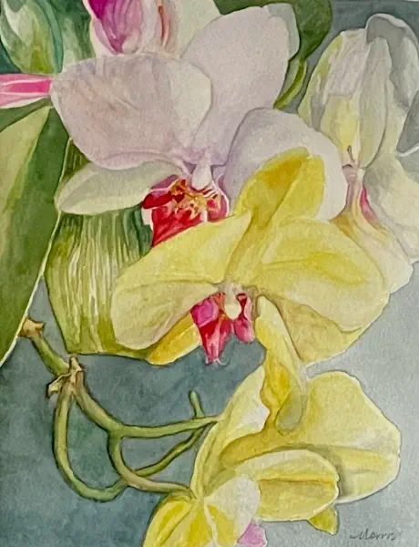 Yellow Phalaenopsis Orchid with Pink Throats Watercolor 7.5” x 9.5” $200.00